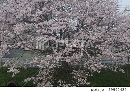 朝霧に煙る、桜土手 朝霧に煙る、桜土手 29942425