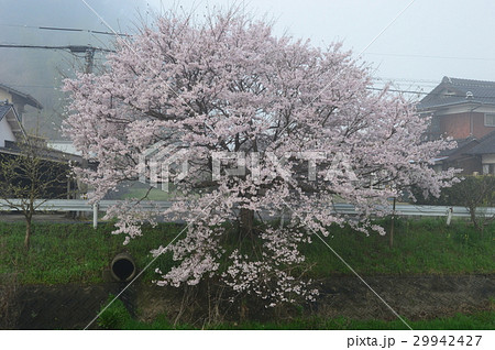 朝霧に煙る、桜土手 朝霧に煙る、桜土手 29942427