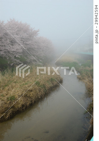 朝霧に煙る、桜土手 朝霧に煙る、桜土手 29942594