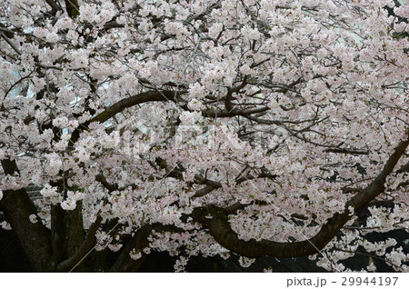 公園の桜 29944197