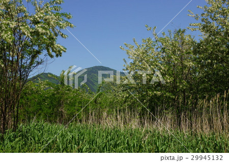 にせアカシア（ハリエンジュ） 29945132