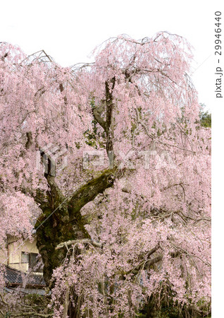 満開の枝垂れ桜 満開の枝垂れ桜 29946440