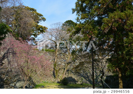 春の福岡城　福岡城跡 29946556
