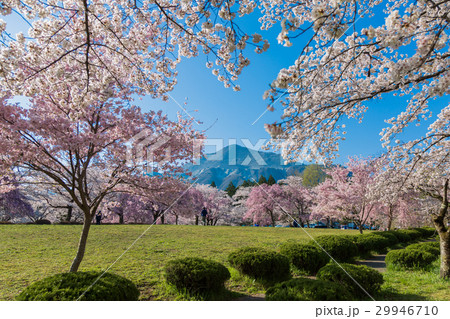 羊山公園の桜 埼玉県秩父市 の写真素材