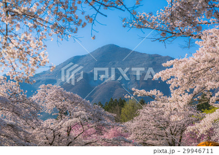 羊山公園の桜（埼玉県秩父市） 29946711