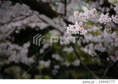 桜　黒バック 29946777