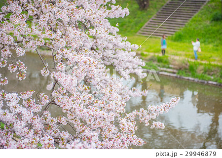 桜並木をバックに撮影 桜並木をバックに撮影 29946879