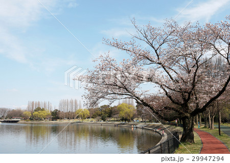 桜 公園 池 空 春 桜 公園 池 空 春 29947294