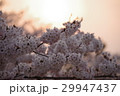 夕焼けに映える桜1 29947437