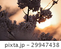夕焼けに映える桜2 29947438