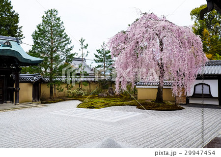 高台寺前庭のしだれ桜 高台寺前庭のしだれ桜 29947454
