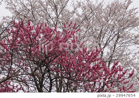 桃花 桜花 桃花 桜花 29947654