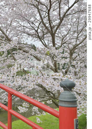 玉湯川桜並木 玉湯川桜並木 29947688