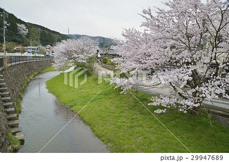 玉湯川桜並木 玉湯川桜並木 29947689