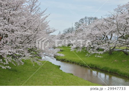 玉湯川桜並木 玉湯川桜並木 29947733