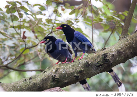 桃畑 モモ畑 もも畑 29947978