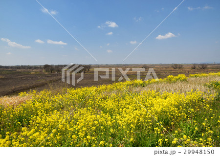 春の渡良瀬遊水地 29948150