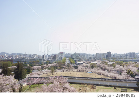 桜の姫路城 29948685