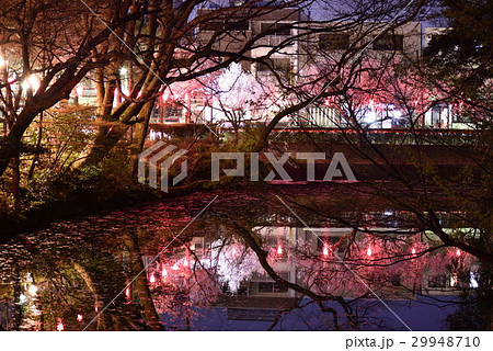 高岡古城公園の夜桜 高岡古城公園の夜桜 29948710