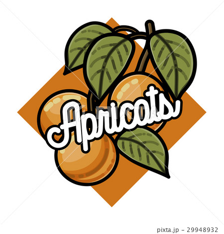 Color vintage fruits emblem 29948932