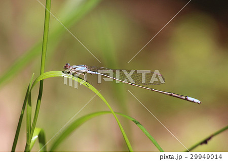 ホソミイトトンボ 29949014