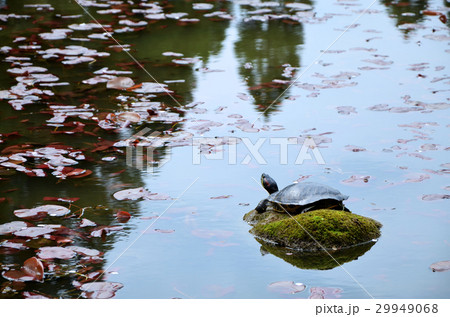 甲羅干しをするカメ 甲羅干しをするカメ 29949068