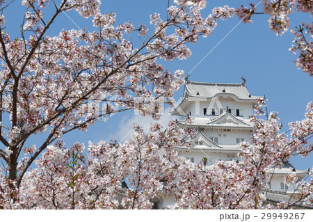 桜と青空と姫路城大天守閣 29949267