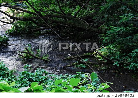 柿田川へ流れ込む湧水(静岡県駿東郡清水町) 柿田川へ流れ込む湧水(静岡県駿東郡清水町) 29949402