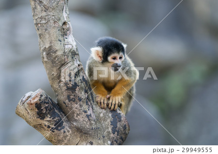 リスザル 29949555