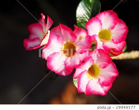 beautiful Desert Rose, Impala Lily, Mock Azalea beautiful Desert Rose, Impala Lily, Mock Azalea 29949577