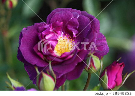 濃い青紫色が美しいバラ 29949852