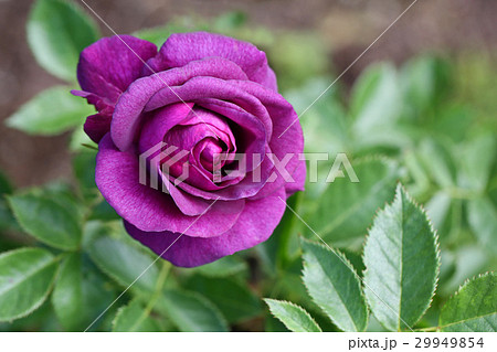 濃い青紫色が美しいバラ 29949854