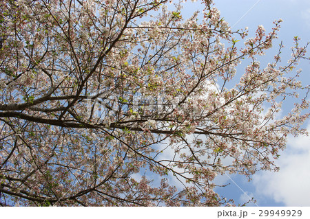 青空、白い雲と桜 29949929