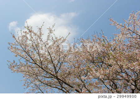 青空、白い雲と桜 29949930