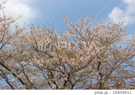 青空、白い雲と桜 青空、白い雲と桜 29949931