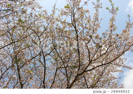 青空、白い雲と桜 青空、白い雲と桜 29949932