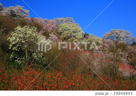 福島県　春の花見山 29949993