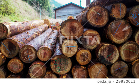 木材 29950013