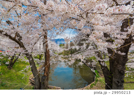 上田城の堀と桜 上田城の堀と桜 29950213