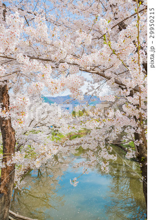 上田城の堀と桜 29950215