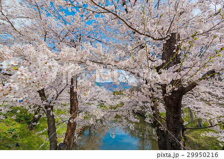 上田城の堀と桜 上田城の堀と桜 29950216