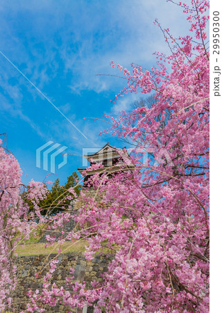 上田城の櫓と枝垂桜 29950300