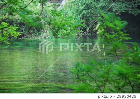 清流 柿田川(静岡県駿東郡清水町) 清流 柿田川(静岡県駿東郡清水町) 29950429