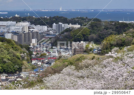 横須賀市桜の名所 塚山公園 29950647