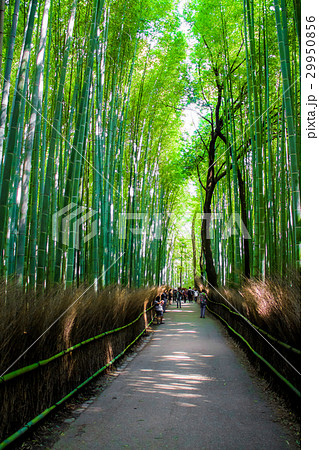 The Arashiyama Bamboo Grove , kyoto, Japan 29950856