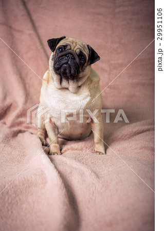 Funny pug Funny pug 29951106