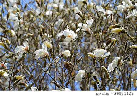 コブシ(辛夷) コブシ(辛夷) 29951125