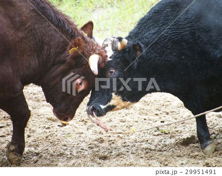 牛の角突き 29951491