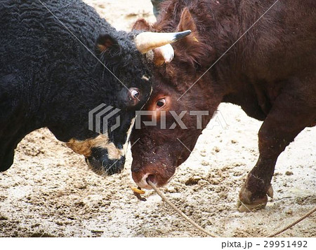 牛の角突き 29951492