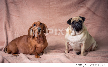 Funny Pug and Dachshund Funny Pug and Dachshund 29951577